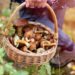 Frau mit gesammelten Pilzen im Wald