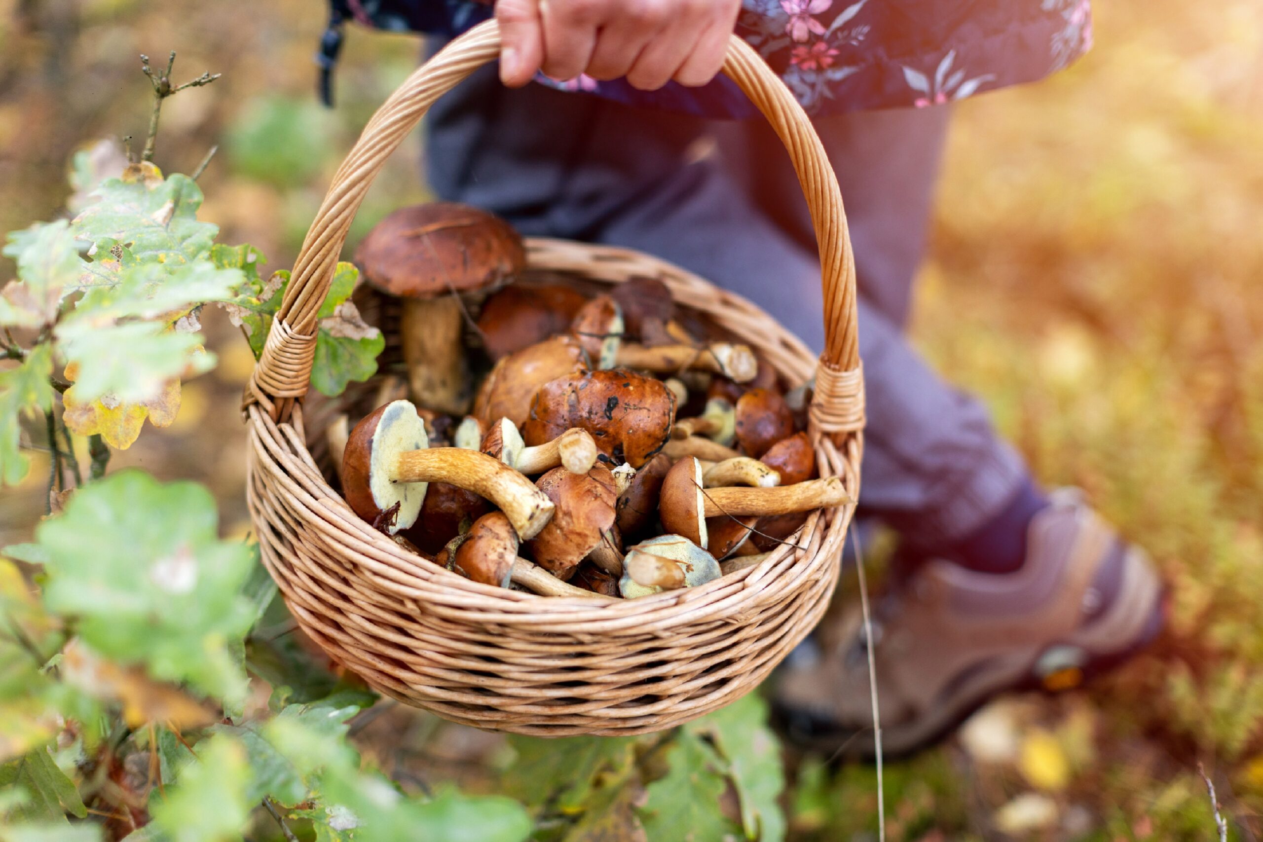 Picking mushrooms. Грибы в лесу. Сбор грибов. Сбор грибов в лесу.