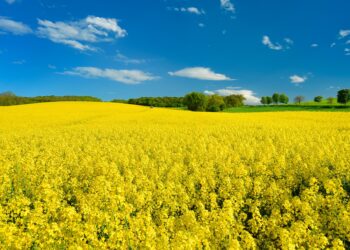 Ein blühendes Rapsfeld im Frühling