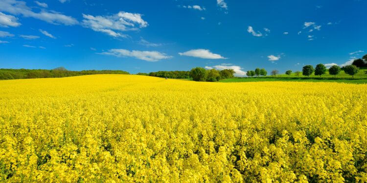 Ein blühendes Rapsfeld im Frühling