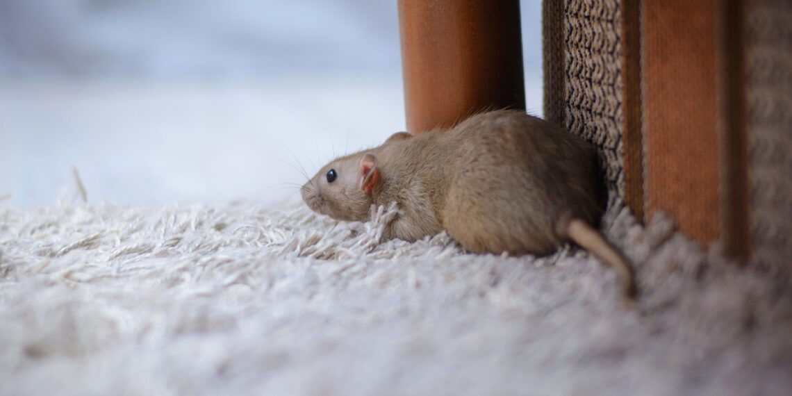 Hantavirus: Erstmals Infektion durch asiatische Virusart in Deutschland