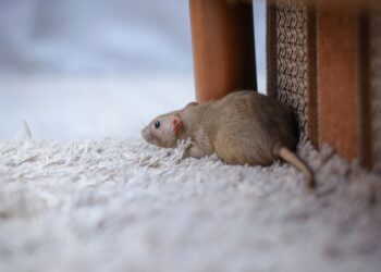 Heimratte auf dem Teppich einer Wohnung schnüffelt