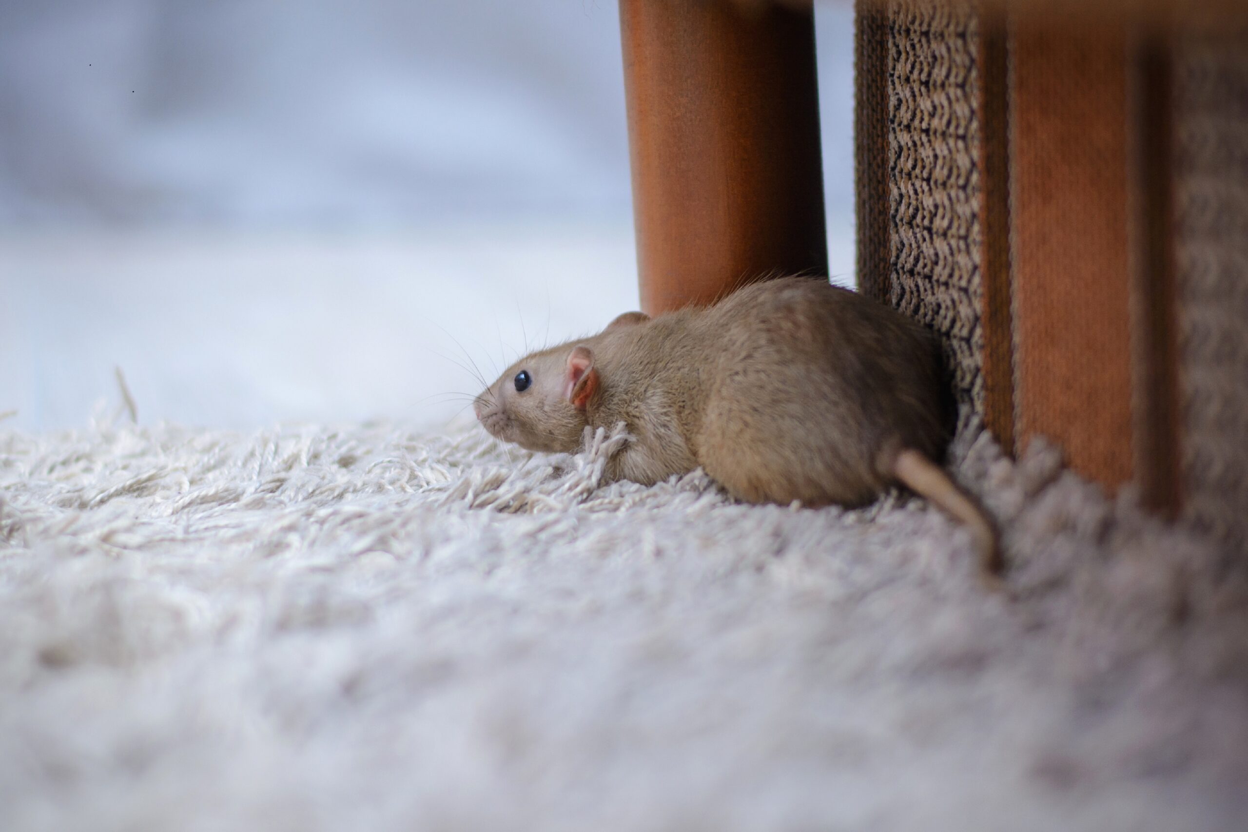 Hantavirus: Erstmals Infektion durch asiatische Virusart in Deutschland