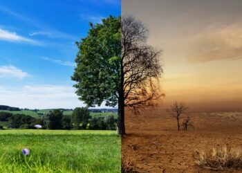 Bild eines Baums vor und nach Klimawandel.