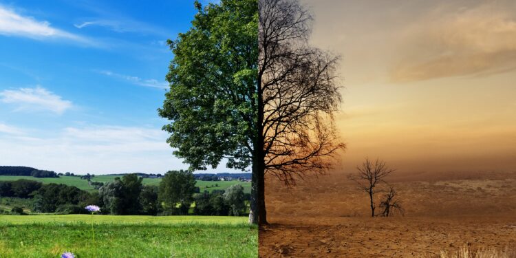 Bild eines Baums vor und nach Klimawandel.