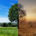 Bild eines Baums vor und nach Klimawandel.