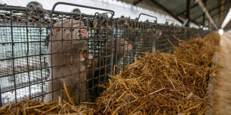 Nerze in Käfigen auf einer Nerzfarm.