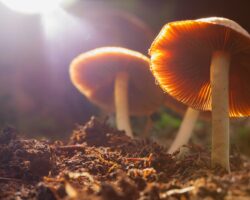 Magic Mushrooms im Wald.