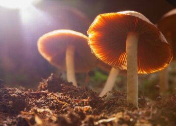 Magic Mushrooms im Wald.