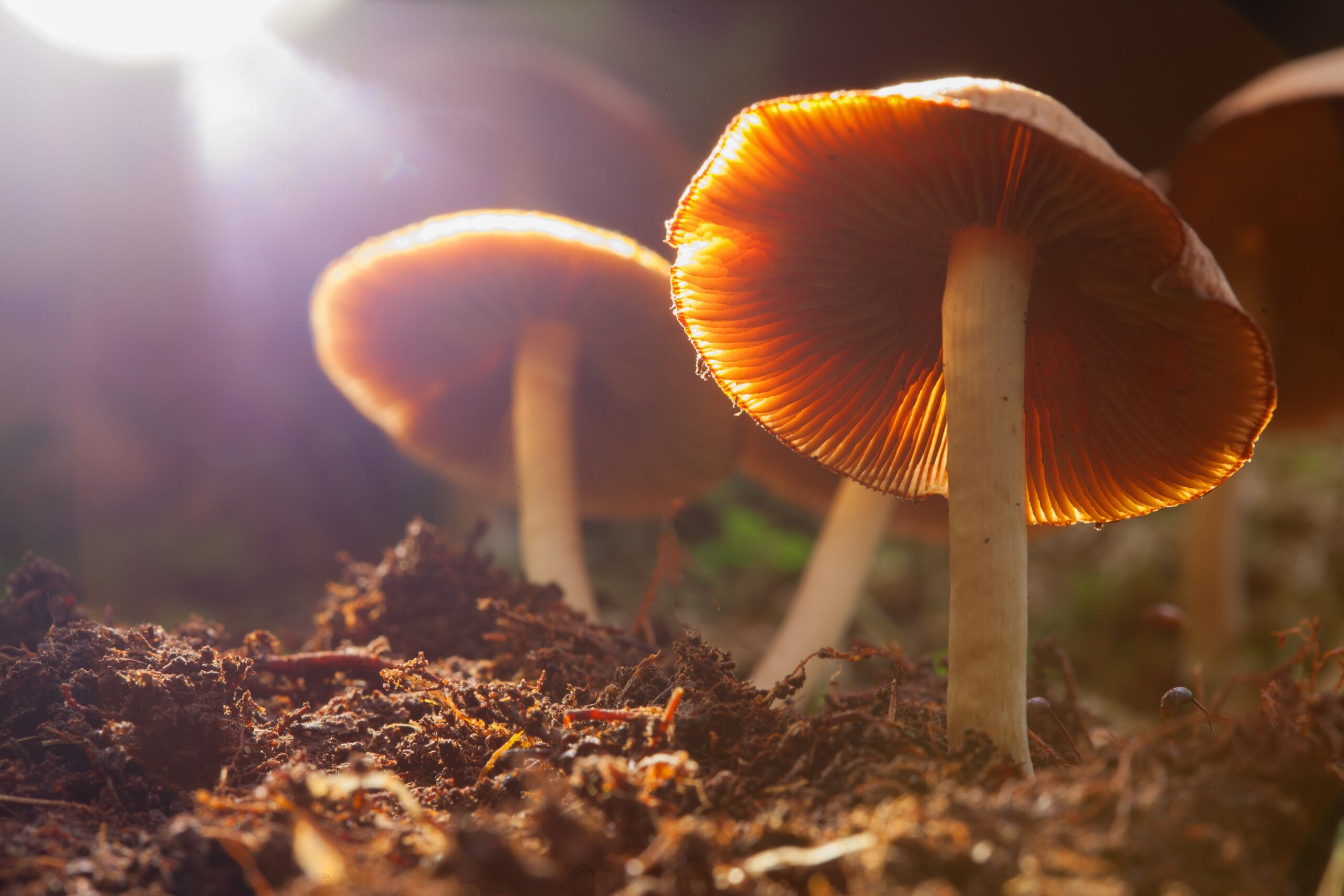 Depressionen mit Magic Mushrooms effektiv behandeln