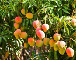 Mangofrüchte an einem Baum.