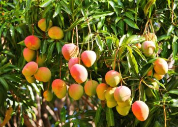 Mangofrüchte an einem Baum.