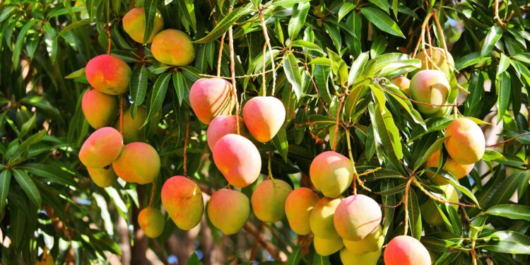 Mangofrüchte an einem Baum.