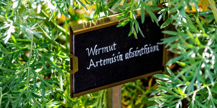 Wermut in einem Garten mit Kreidetafelschild