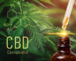 CBD-Tropfen vor einer Cannabispflanze.