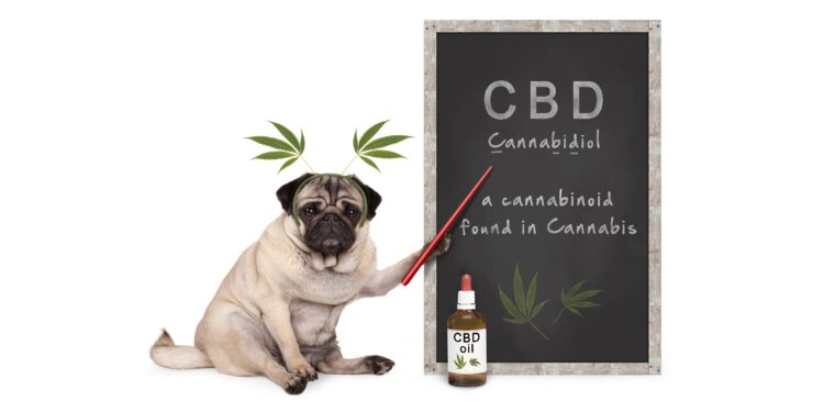 Hund als Lehrer erklärt auf einer Kreidetafel Cannabidiol (CBD).