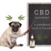 Hund als Lehrer erklärt auf einer Kreidetafel Cannabidiol (CBD).