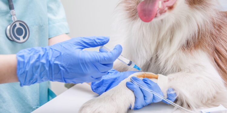 Hund bekommt eine Impfung