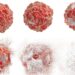 Krebszelle in sechs Stadien von der ganzen Zelle bis zu deren Auflösung.