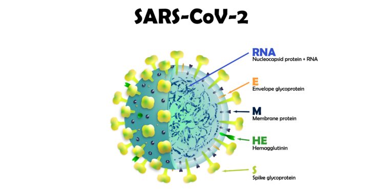 Ein Schaubild zum Aufbau des Coronavirus SARS-CoV-2.