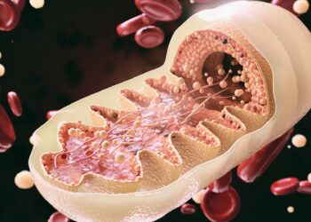 Schematische Darstellung der Mitochondrien.