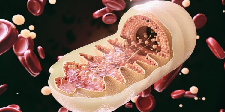 Schematische Darstellung der Mitochondrien.