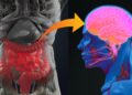 Ein Schaubild, auf dem eine Verbindung zwischen Darm und Gehirn dargestellt wird.
