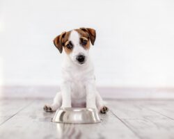 Ein Hund sitzt vor einem leeren Fressnapf.