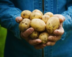 Eine Person hält mehrere Kartoffeln in beiden Händen.
