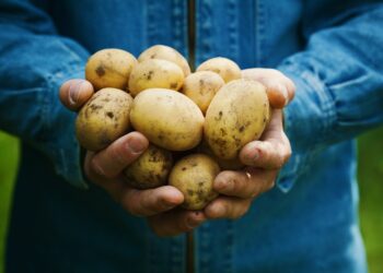 Eine Person hält mehrere Kartoffeln in beiden Händen.