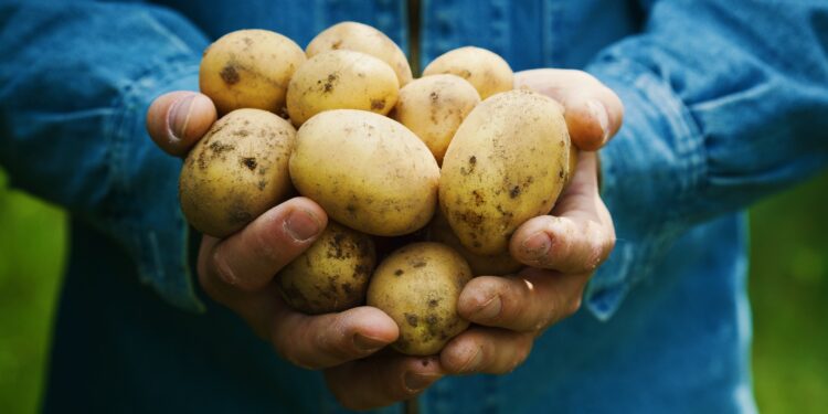 Eine Person hält mehrere Kartoffeln in beiden Händen.
