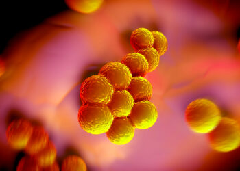 3D-Illustration von Staphylococcus aureus (MRSA) -Bakterien