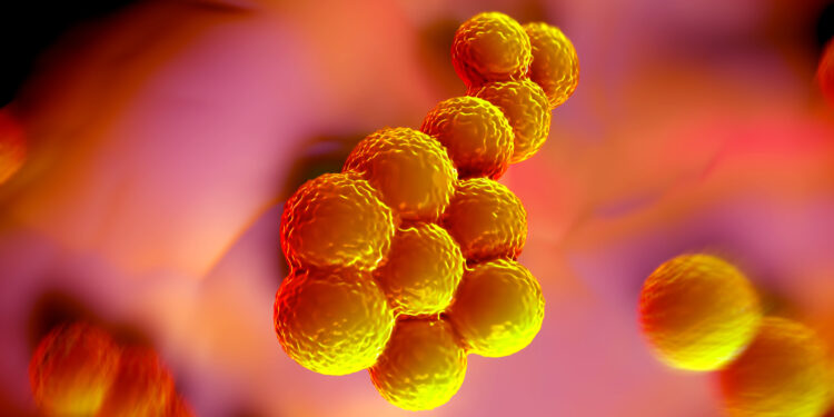 3D-Illustration von Staphylococcus aureus (MRSA) -Bakterien