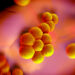 3D-Illustration von Staphylococcus aureus (MRSA) -Bakterien