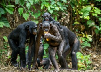 Eine frei lebende Schimpansenherde im Urwald