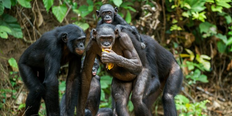 Eine frei lebende Schimpansenherde im Urwald