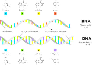 Schaubild über den Aufbau von RNA und DNA.