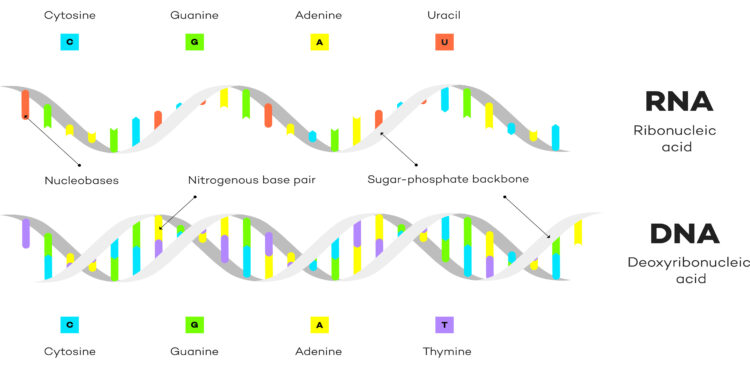 Schaubild über den Aufbau von RNA und DNA.