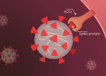 Eine grafische Darstellung eines Coronavirus, das über Spike-Proteine an den ACE-2-Rezeptor bindet.