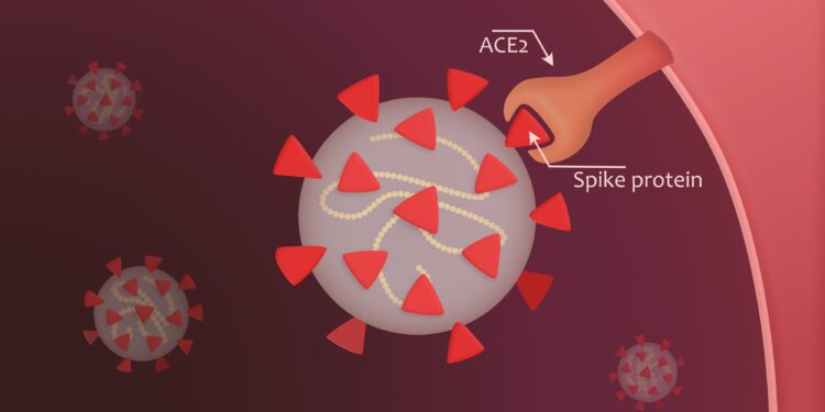 Eine grafische Darstellung eines Coronavirus, das über Spike-Proteine an den ACE-2-Rezeptor bindet.