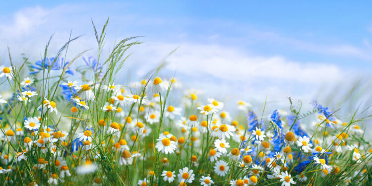 Wildblumenwiese mit Gänseblümchen