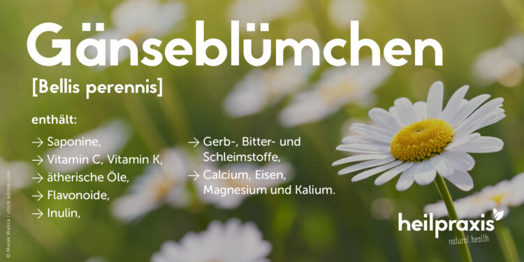 Inhaltsstoffe vom Gänseblümchen