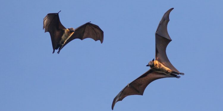 Zwei fliegende Fledermäuse bei Tageslicht