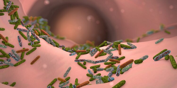 Diagramma dei batteri intestinali nell'intestino