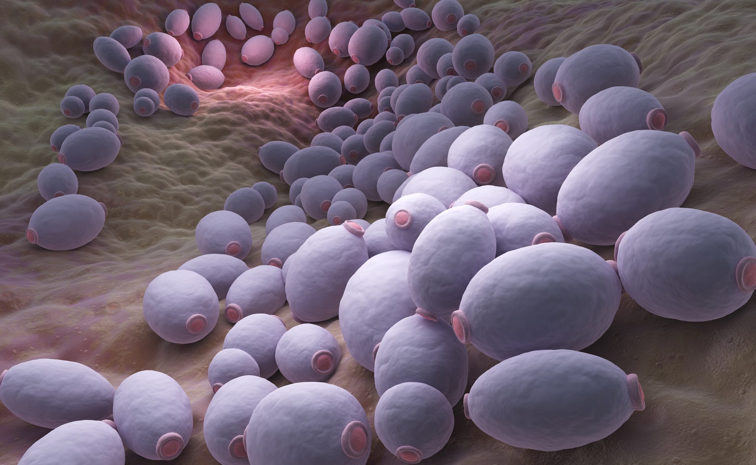 ¿Los hongos en el intestino aumentan el riesgo de enfermedades?  Práctica de curación