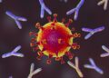 Darstellung Coronavirus und Antikörper