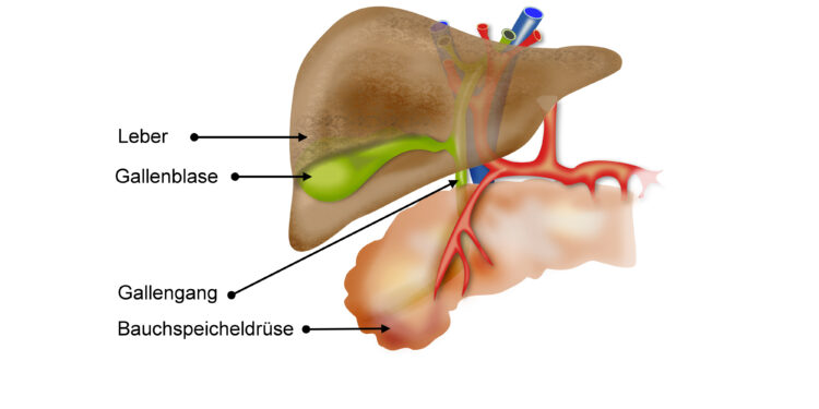 Ein Schaubild über den Aufbau der Leber.