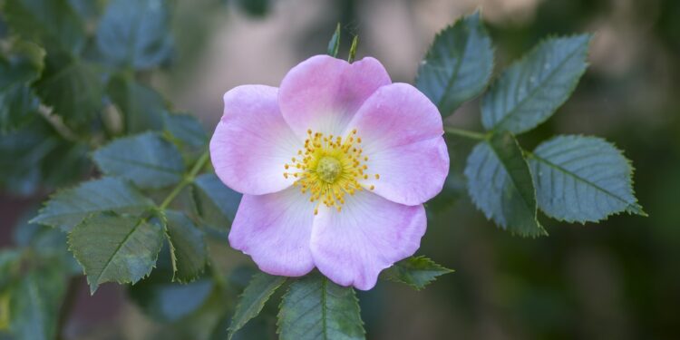 Die Blüte der Hundsrose.