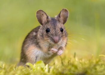 Eine Feldmaus sitzt auf einer Wiese.