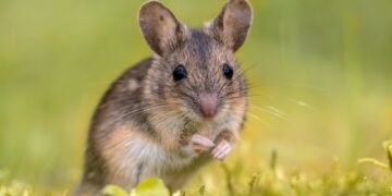 Eine Feldmaus sitzt auf einer Wiese.